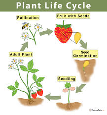 Maybe you would like to learn more about one of these? Plant Life Cycle Stages And Diagram