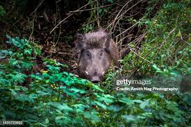 675 Indian Pig Stock Photos, High-Res ...