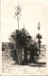 I'm sharing care & growing tips with you that are useful for any newbie or experienced gardener. Cactus Desert Plants Vintage Postcards Images