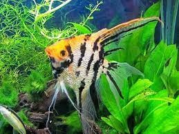 Ikan hias air tawar merupakan salah satu jenis ikan yang sering dipelihara di dalam akuarium. 12 Jenis Ikan Hias Air Tawar Yang Mudah Dipelihara Untuk Pemula