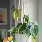 Macrame Leaf Hanging event image