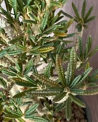 Image result for Dorstenia buchananii