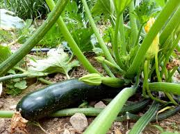 Use black plastic to warm the soil if necessary. Fordhook Zucchini Live Plant The Urban Harvest