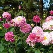 Futrell Family Obituaries