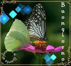 (alda merini) come un baco da seta avete costruito un bozzolo intorno. Immagini Buonanotte Farfalle Fiori