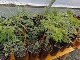 Image result for Sporobolus mildbraedii