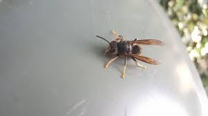 Doordat mensen de europese hoornaar verkeerdelijk verwarren met de aziatische hoornaar, worden ze verkeerdelijk doodgemept. Eerste Echte Aziatische Hoornaar Waargenomen In Dreischor Zeeuws Nieuws Pzc Nl