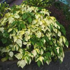 Image result for Acalypha polymorpha