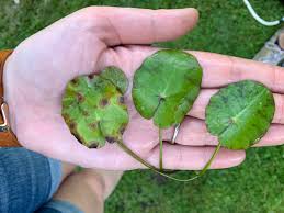 Image result for Nymphoides milnei