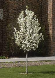 Maybe you would like to learn more about one of these? 62 Central Oregon Plant Tree Ideas Plants Trees To Plant Outdoor Gardens