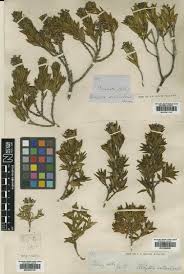 Image result for Blepharispermum pubescens