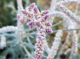 Image result for Aerva javanica