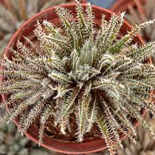 Image result for Aloe wildii