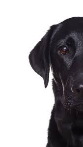 gsfrenchshabbylife labrador yavrulari siyah labrador labradors