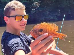 my three different longear species lepomis aquilensus, lepomis solis and  lepomis megalotis.