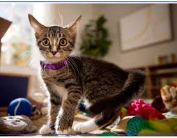 Image result for Nile Green 1951 Plymouth