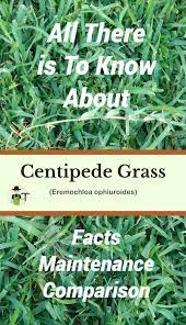 Organic lawn care this program is truly organic, chemical & synthetic free. Centipede Grass Facts Maintenance Comparison Centipede Grass Warm Season Grass Grass