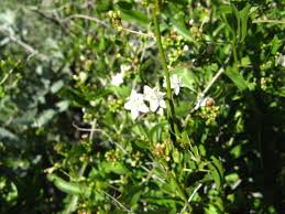 Image result for Seddera