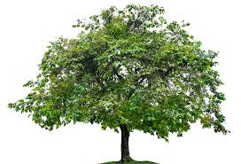 Deciduous trees lose all of their leaves for part of the year. Memphis Tree Service Complete Tree Service Memphis Tree Removal