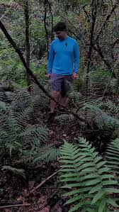 Image result for Christella hispidula