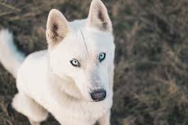 Cute white fluffy dog breeds. 17 Big White Dogs You Can T Help But Love Canine Weekly