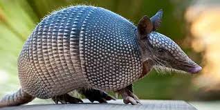 Armadillo Defenses | Howstuffworks