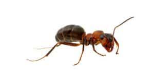 Pest control pinellas also provides bed bug minimization and no tent dry wood termite treatments by means of guarantees. Pest Control Services Pinellas Citrus County Fl Jd Smith Pest