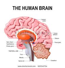 Image result for detailed illustration of human brain