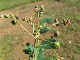 Image result for Corbichonia decumbens