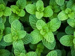 Peppermint is an operating system that is insanely fast, sleek, and user friendly. Golden Grove Naturals Peppermint Australian Oil