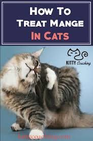 Cat mange treatment begins with strengthening your cat's immune system, since mites can't easily take advantage of healthy cats. How To Treat Mange In Cats 2018