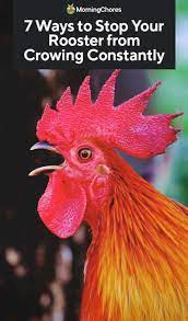 How long does a chicken stay broody? 7 Ways To Stop Your Rooster From Crowing Constantly