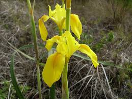 Image result for Moraea spathulata