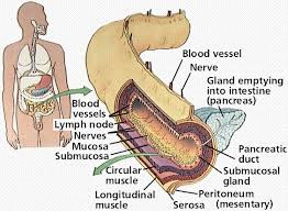 The Digestive System