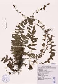 Image result for Ampelopteris