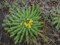 Image result for Equilabium laxiflorum
