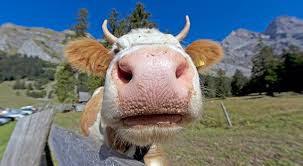 Bovine Fun 12 Cow Puns That Will Really Moove You Cow Puns Cows Funny Animal Photo