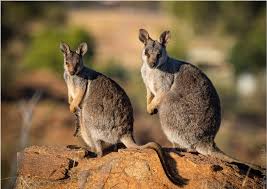 Want to discover art related to wallabies? Where To See Wallabies In Australia