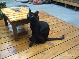 Este un loc linistit si cu o vibratie frumoasa. Miau Cafeneaua Secreta A Iubitorilor De Pisici Escapism Ro