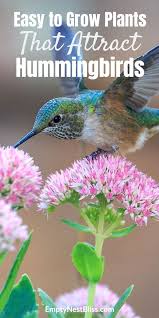 Dahlia hummingbird attracted to trumpet vine contrary to por opinion flowers how to attract hummingbirds to your garden. Top Flowers For A Hummingbird And Butterfly Garden How To Attract Hummingbirds Beautiful Flowers Garden Flowers That Attract Hummingbirds
