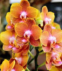 Orange Orchids By Gchristou On Deviantart Orange Orchid Beautiful Orchids Orchids