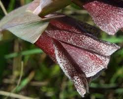 Image result for Gladiolus ecklonii