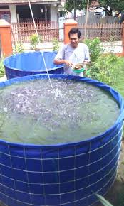 Ternak Ikan Lele Kolam Terpal Pemula Kolam Terpal Lele