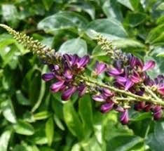 Image result for Millettia