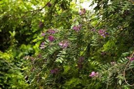 Image result for Boscia matabelensis