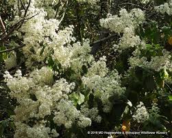 Image result for Buddleja dysophylla