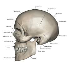 Skull Anatomy Diagram Wiring Diagrams