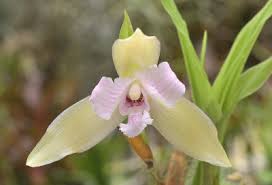 Image result for Diaphananthe vesicata