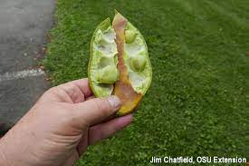 The kentucky coffeetree, gymnocladus dioicus, is a tree in the subfamily caesalpinioideae of the legume family fabaceae, native to the midwest and upper south of north america. Kentucky Coffeetree Tree Of The Week Bygl