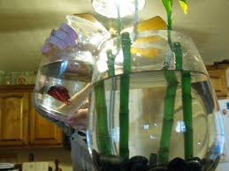 Update on my planted betta vase! Bettas Or Betta Fish And Bamboo Living Together Pethelpful By Fellow Animal Lovers And Experts